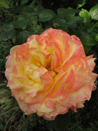 gallery_12378_3611_70307.jpg