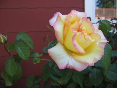 gallery_12378_3611_8728.jpg