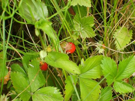 gallery_22761_3588_136516.jpg