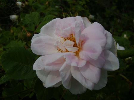 gallery_22761_3588_9303.jpg