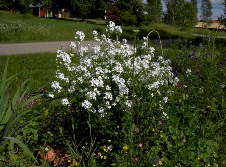 gallery_5169_3610_134972.jpg