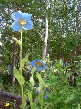 gallery_5169_3610_70874.jpg