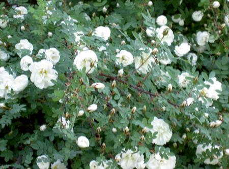 gallery_5169_3610_71039.jpg
