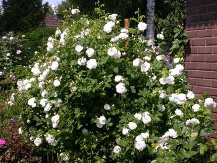 gallery_276_1636_3310.jpg