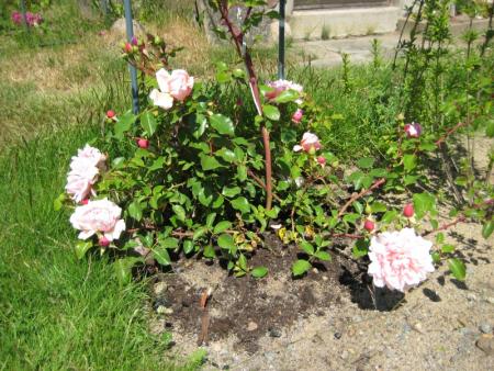 gallery_12351_2448_257800.jpg