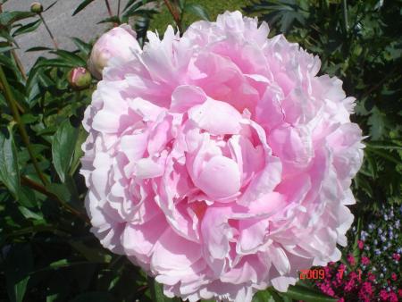 gallery_23100_3616_56339.jpg