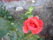 tn_gallery_23100_3616_79262.jpg