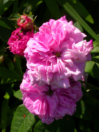 gallery_276_1637_30904.jpg