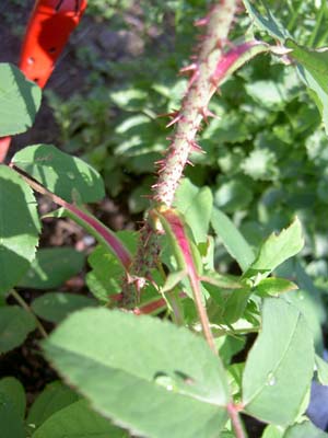 gallery_8514_2918_38001.jpg
