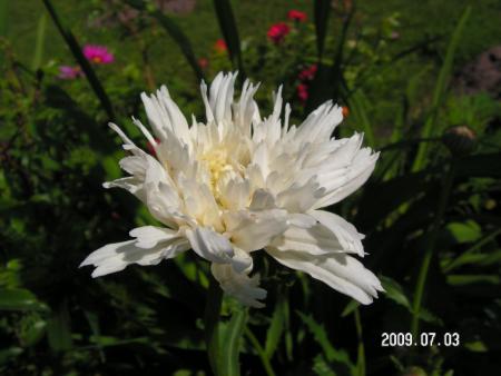 gallery_1786_2895_18343.jpg