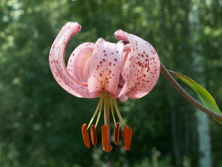 gallery_19984_3620_73984.jpg