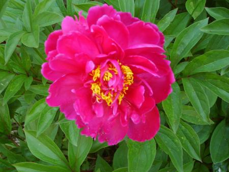 gallery_22761_3588_107553.jpg