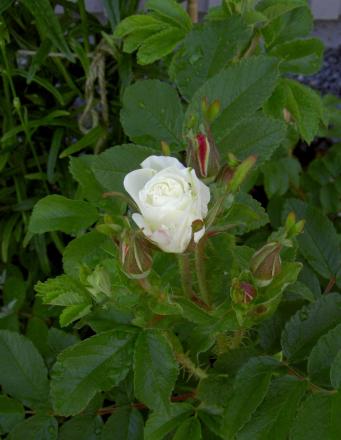 gallery_8514_2907_236401.jpg
