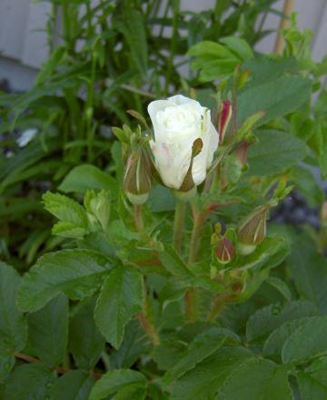 gallery_8514_2907_73181.jpg