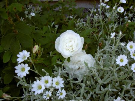 gallery_8514_2907_73360.jpg