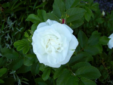 gallery_8514_2907_78412.jpg