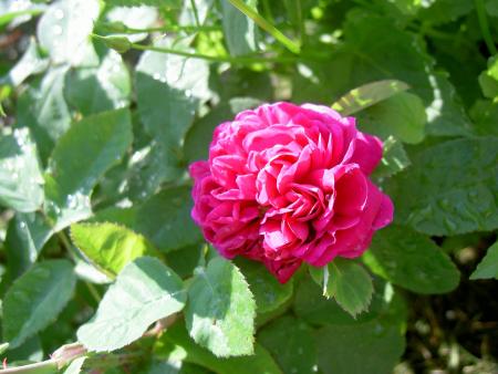 gallery_8514_2912_39333.jpg