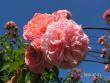 tn_gallery_1786_2574_98582.jpg