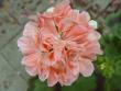tn_gallery_352_2076_54497.jpg