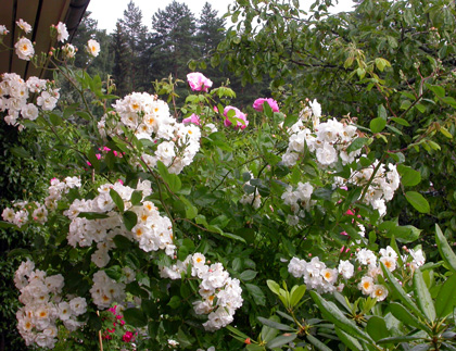 gallery_276_1649_33252.jpg