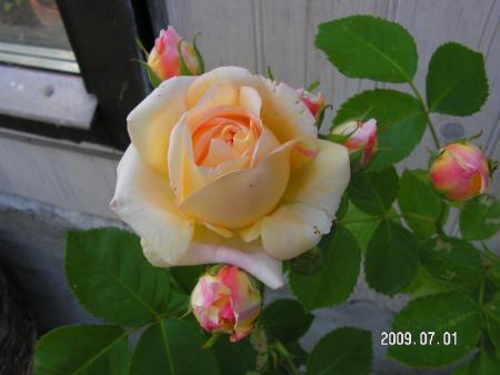 gallery_1786_2574_41472.jpg