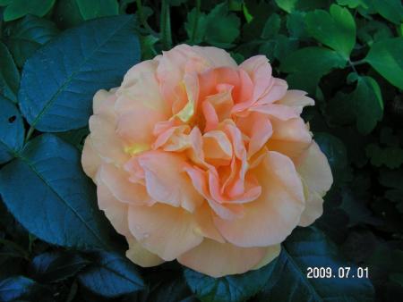 gallery_1786_2574_93823.jpg