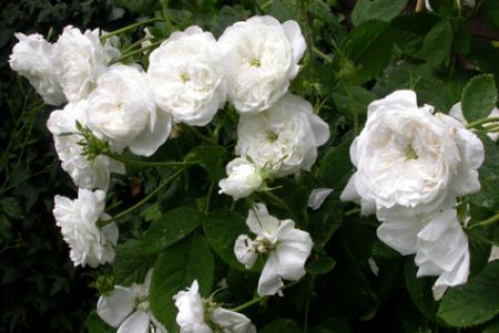 gallery_276_1638_38712.jpg