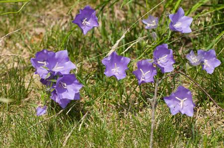 gallery_4207_1963_265200.jpg