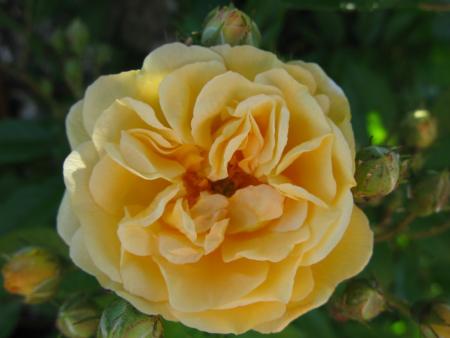 gallery_6290_2876_1325.jpg