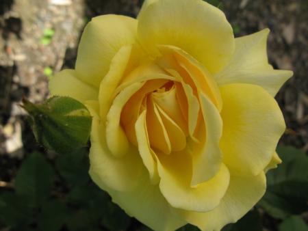 gallery_6290_2876_135180.jpg
