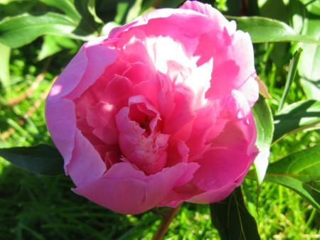 gallery_6290_3623_135756.jpg