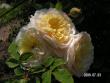 tn_gallery_1786_2574_76238.jpg