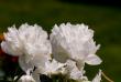 tn_gallery_4207_1963_61936.jpg