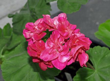 gallery_24583_3621_66349.jpg
