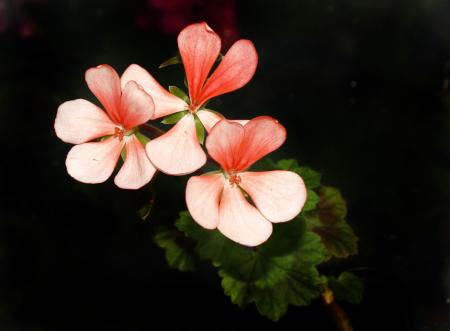 gallery_24583_3621_74605.jpg