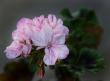 tn_gallery_24583_3621_67852.jpg