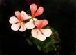 tn_gallery_24583_3621_74605.jpg