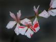 tn_gallery_24583_3621_80444.jpg