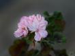 tn_gallery_24583_3621_83892.jpg