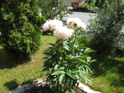 gallery_22008_3426_40525.jpg