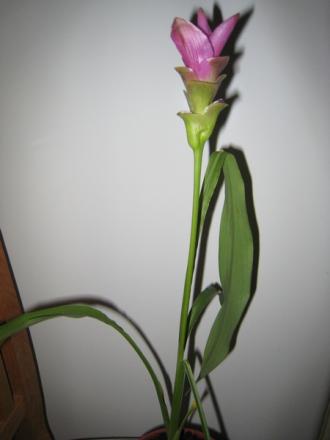 gallery_22832_3636_73949.jpg