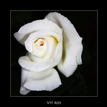 gallery_24061_3633_71157.jpg