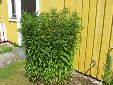 gallery_22008_3426_20179.jpg