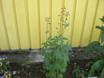gallery_22008_3426_21466.jpg