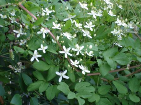 gallery_17260_3640_227071.jpg