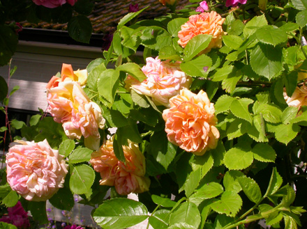 gallery_276_1644_13591.jpg