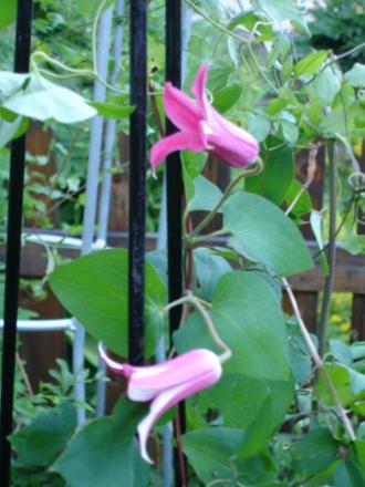 gallery_17260_3640_70252.jpg