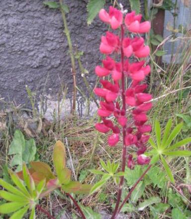 gallery_23204_3641_2548.jpg