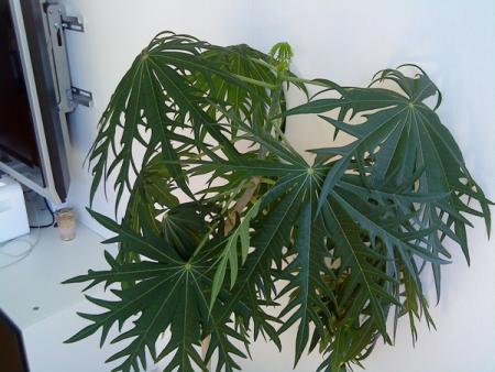 gallery_24358_3642_158397.jpg