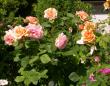 tn_gallery_276_1247_53458.jpg